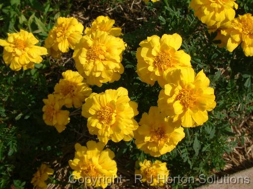 Marigold yellow 